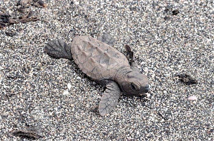 Hawksbill sea turtle hatchling at Cape Hatteras National Seashore/