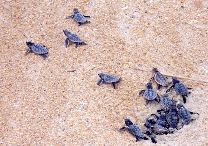 Loggerhead Turtle Hatchlings At Cape Hatteras National Seashore