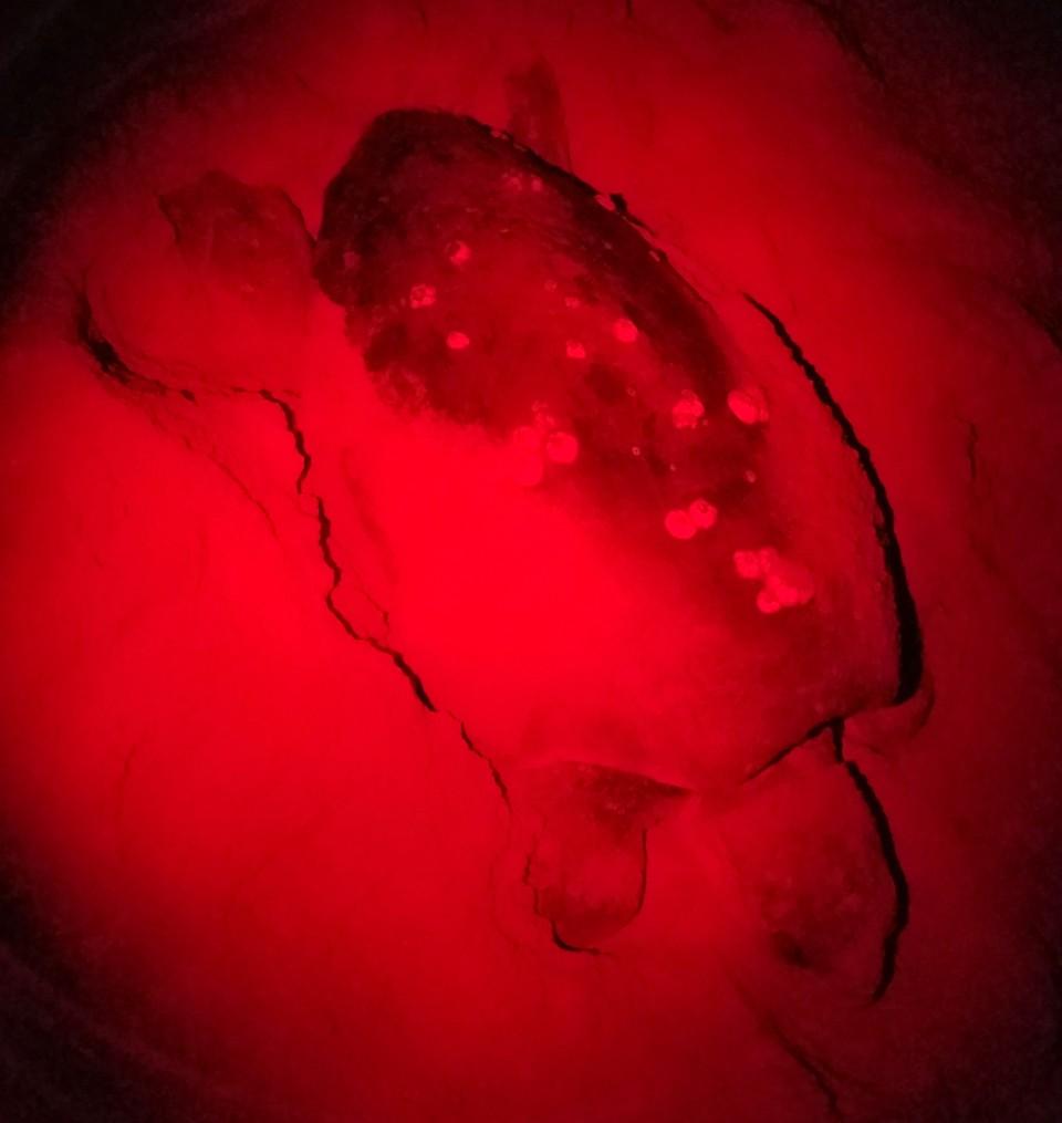 This loggerhead turtle was photographed under red light at Cape Hatteras National Seashore on May 16, 2020/NPS