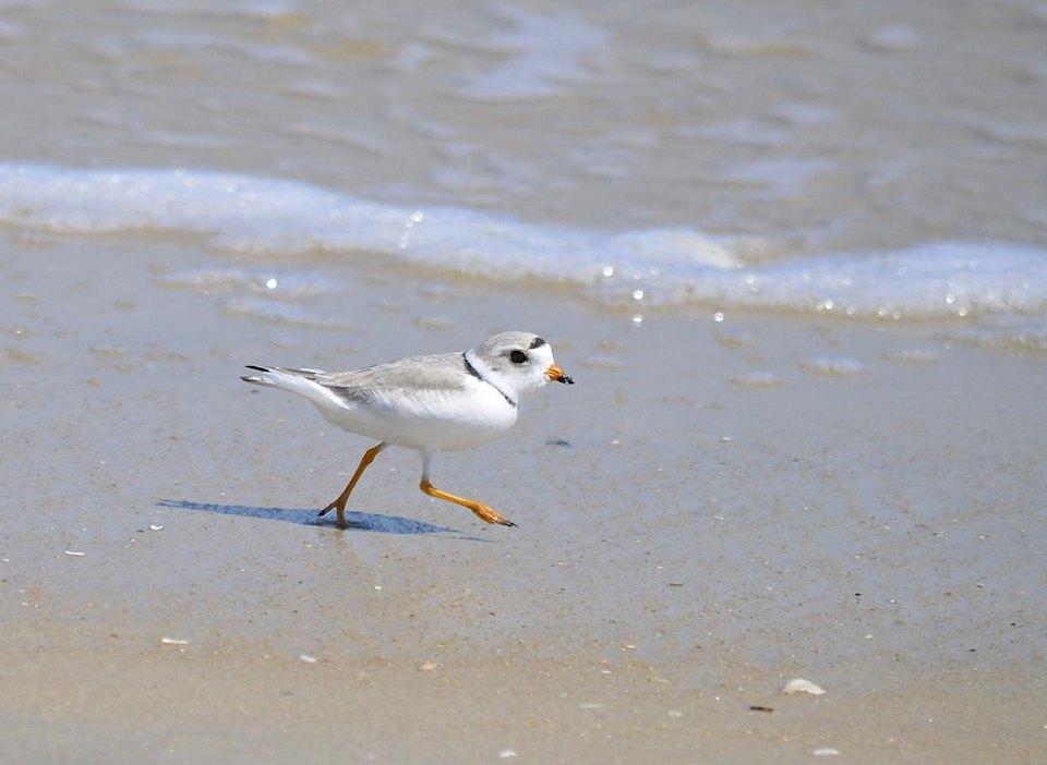 Piping plovers long have been known to use Cape Hatteras National Seashore for breeding, but little was known about the seashore's role for migrating plovers/NPS