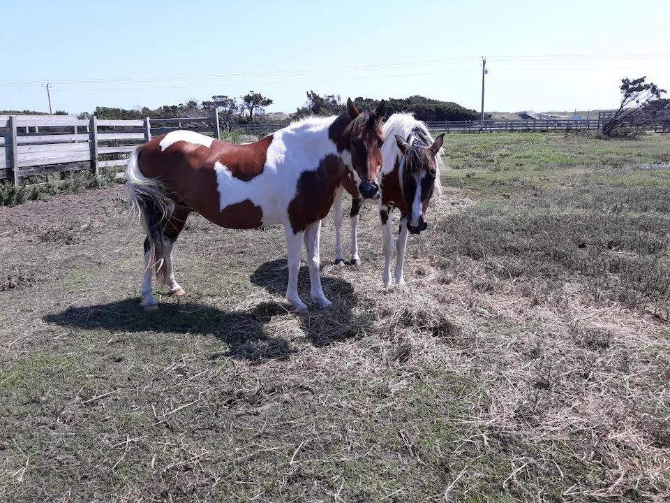  Cape Hatteras National Seashore ponies Lawton and Maya enjoying some sunshine and fresh hay/NPS