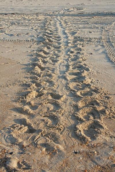 Sea Turtle Tracks