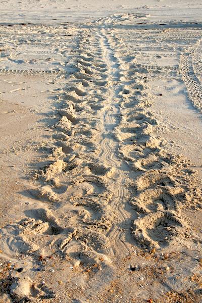 Sea turtle tracks, Cape Hatteras National Seashore/NPS