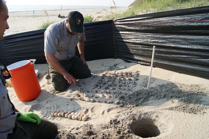 Excavation of a sea turtle nest at Cape Hatteras National Seashore