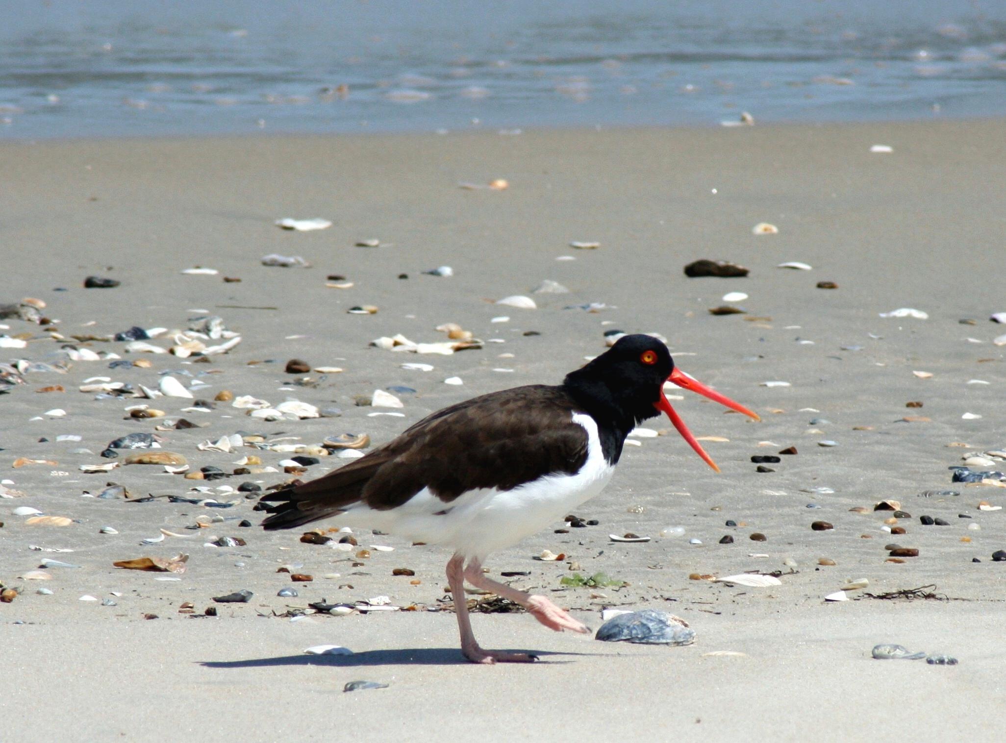 American oystercatcher at Cape Hatteras National Seashore