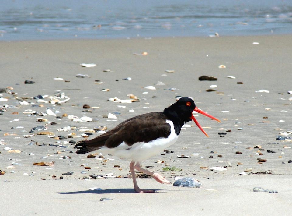 Researchers Say Restricted Human Access At Cape Hatteras National Seashore Benefits Birds