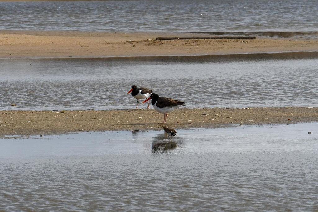 American oystercatchers at Cape Point, Cape Hatteras National Seashore / National Park Service