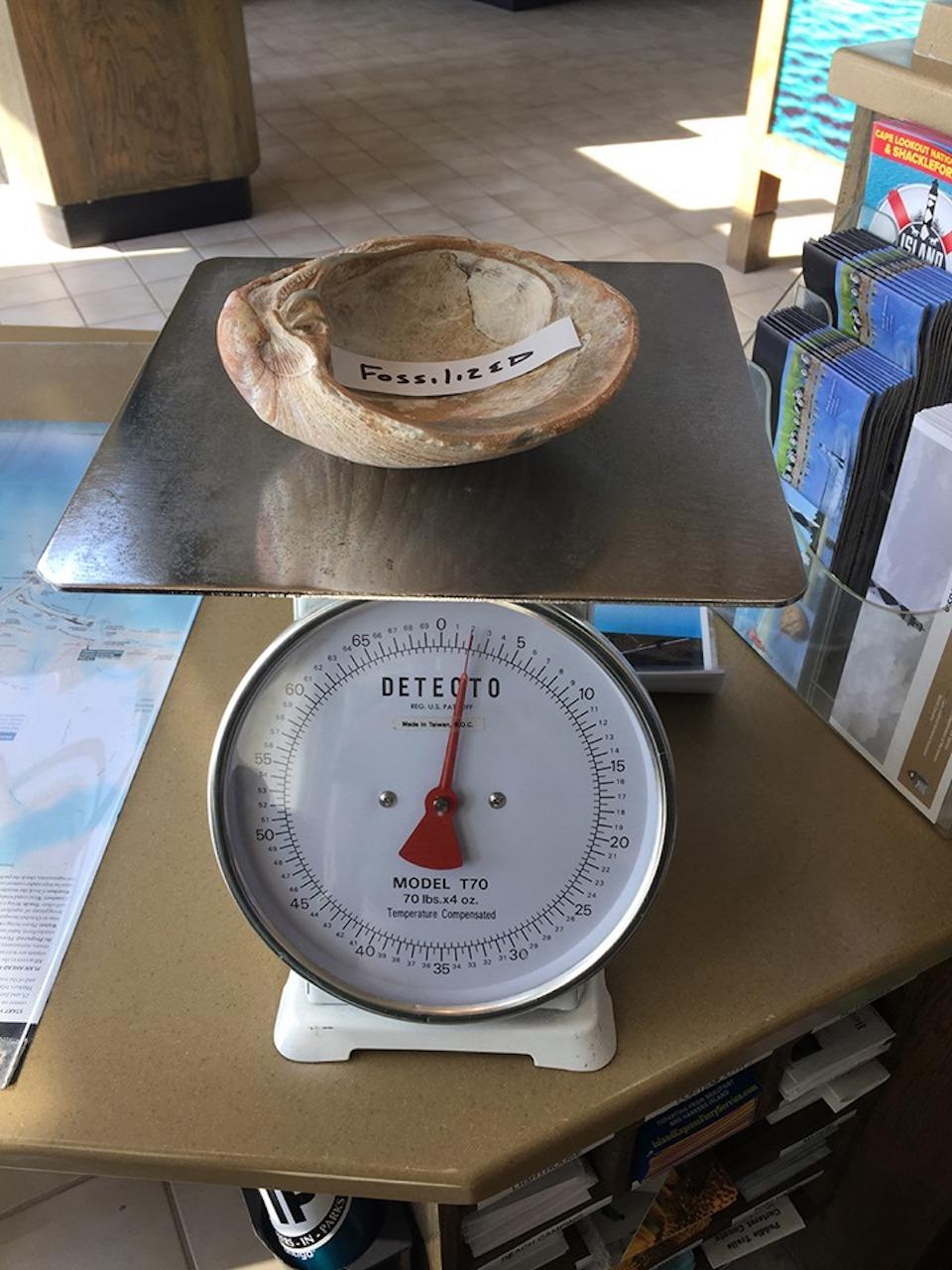 A 2-pound clam shell was tossed onto Cape Lookout National Seashore's beach by Hurricane Dorian/NPS