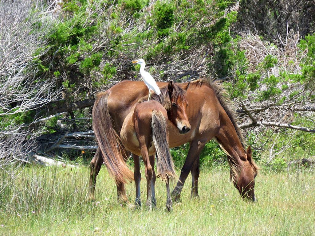 There were 121 horses on Shackleford Banks at Cape Lookout National Seashore at the end of 121/NPS file