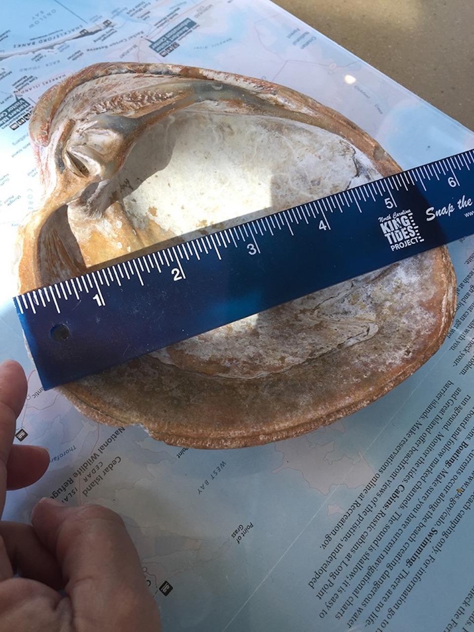 The shell measured more than 5 inches across/NPS The shell measured more than 5 inches across/NPS