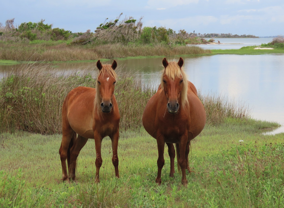 Two mares on Shackleford Banks; One on the right is ‘expecting.'/NPS VIP Crystal Wasley