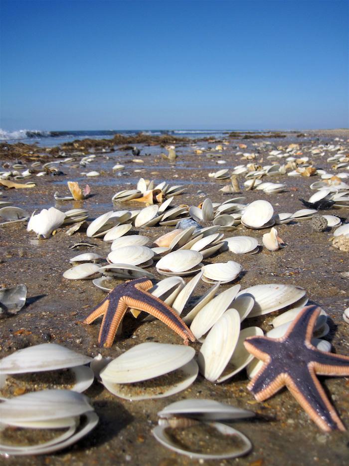 One of the best beaches for shell collectors is Shackleford Banks at Cape Lookout National Seashore in North Carolina / NPS, Vickie Boutwell
