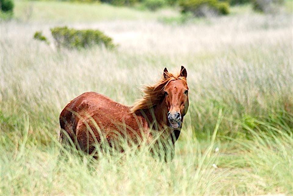 Cape Lookout National Seashore officials are setting up a "Pony Patrol" to educate visitors/Kurt Repanshek file
