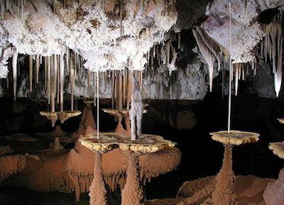 Lily pad cave formations can be found standing on top of stalagmites, hanging from stalactites, or stuck between the two as part of a column at Lechuguilla Cave. Credit: Daniel Chailloux and Peter Bosted, NPS