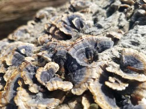 Fungi is common at Catoctin Mountain Park/Kim O'Connell