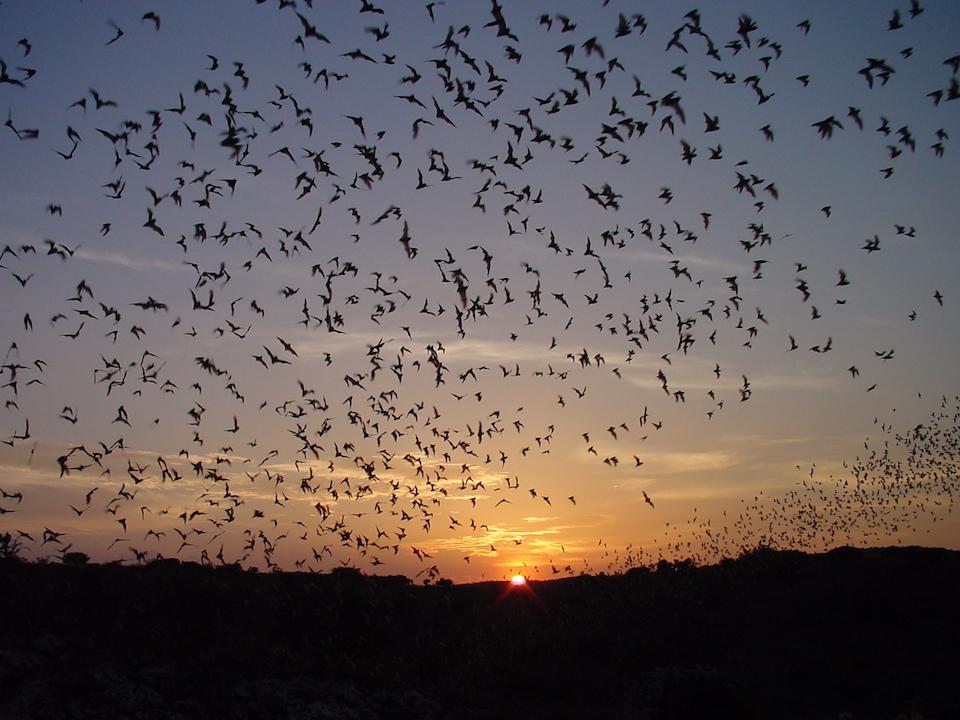 A popular park event during the summer months are the "bat flights" out of the cave/NPS, Lacey Thomas