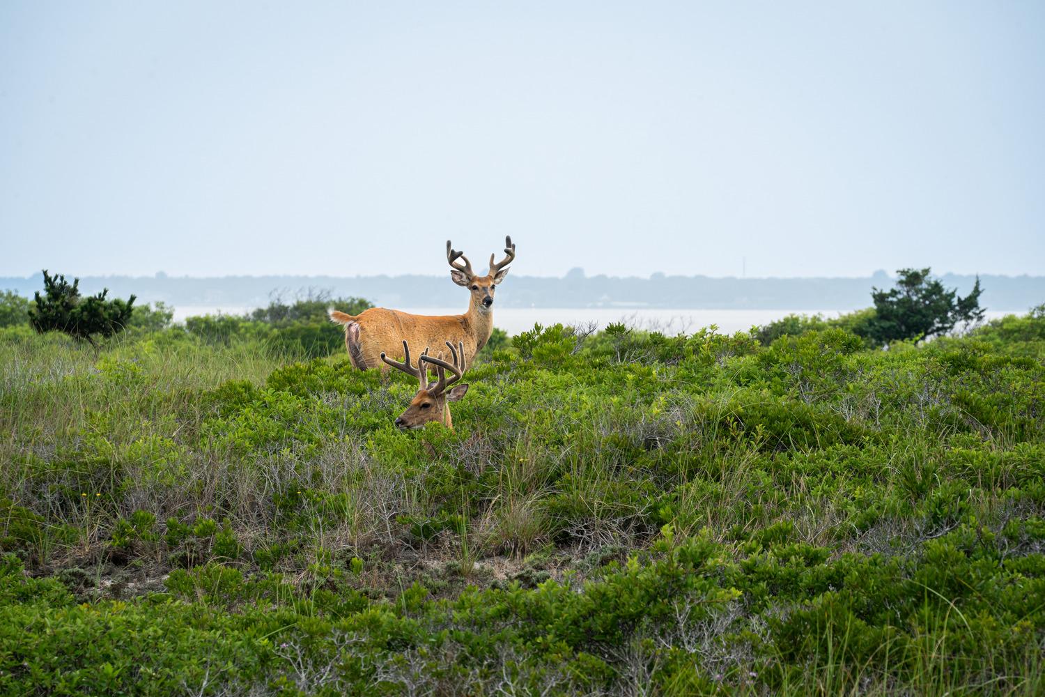 Two deer look out among thick, low-growing vegetation with a bay and mainland visible in the background.