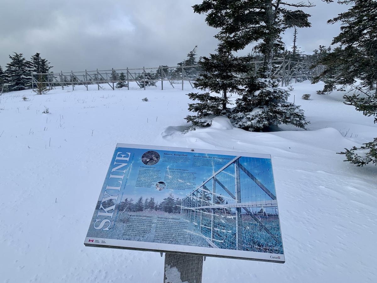 The exclosure keeps moose out and gives saplings a chance to grow.