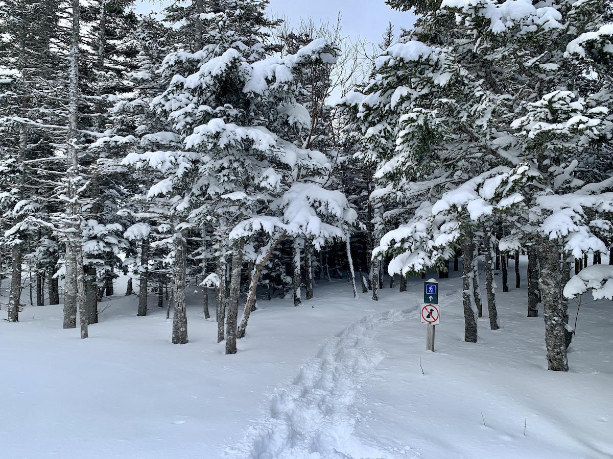 The first part of the Skyline trail goes through forest.