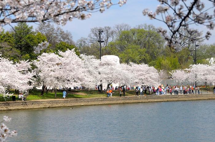 Cherry blossoms near the Martin Luther King, Jr., Memorial/NPS