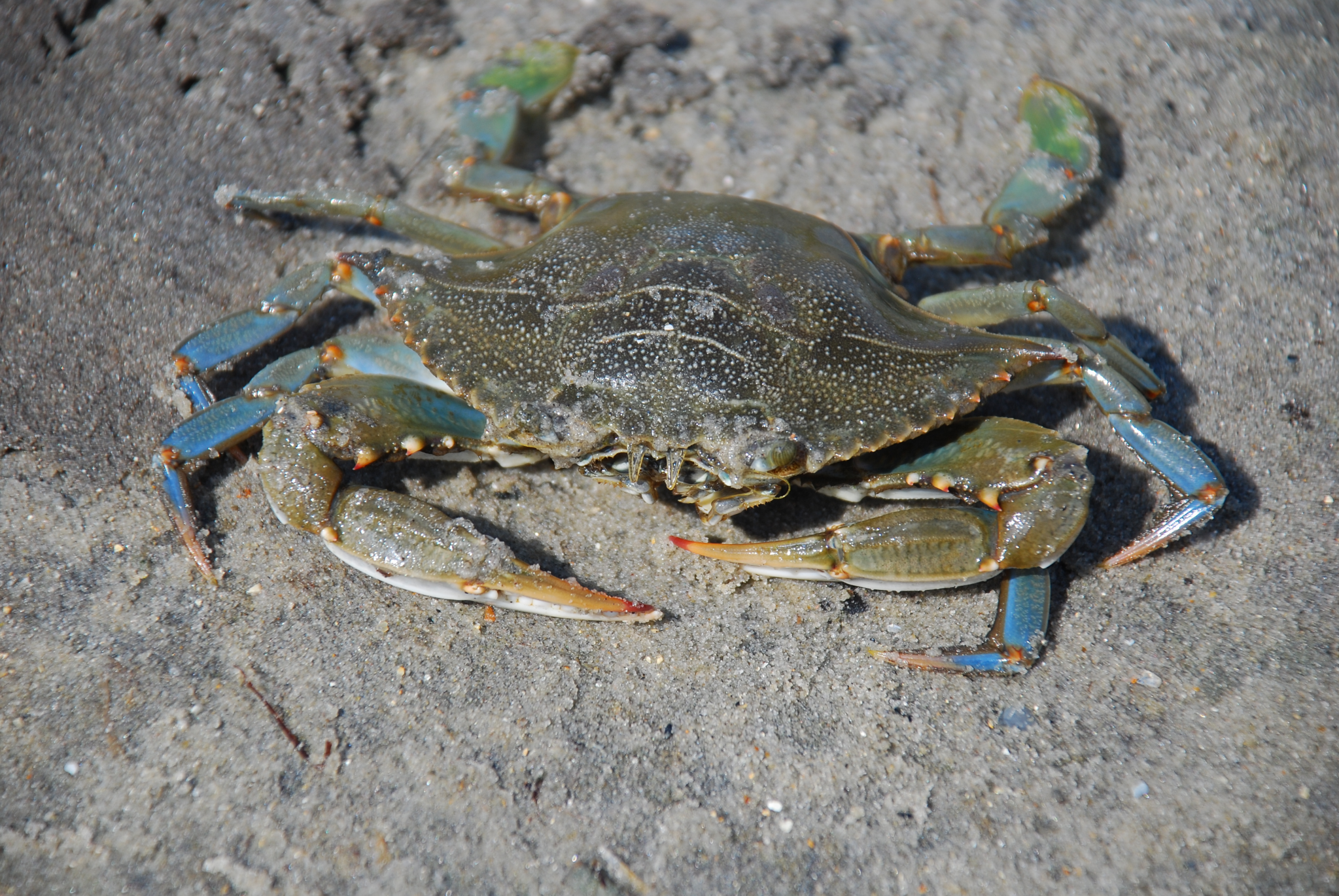 Blue crab populations are an indicator of the Chesapeake Bay's health/Jarek Tuszyński