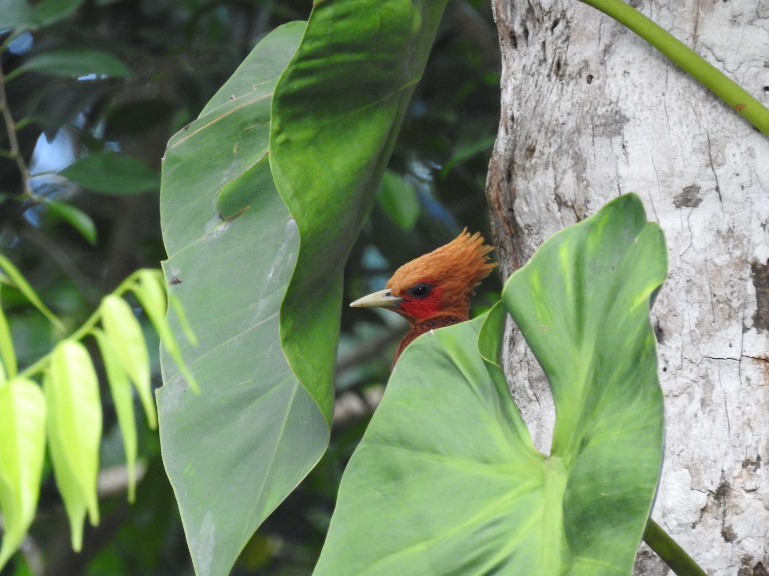 A Chestnut Woodpecker is hidden in the rainforest.