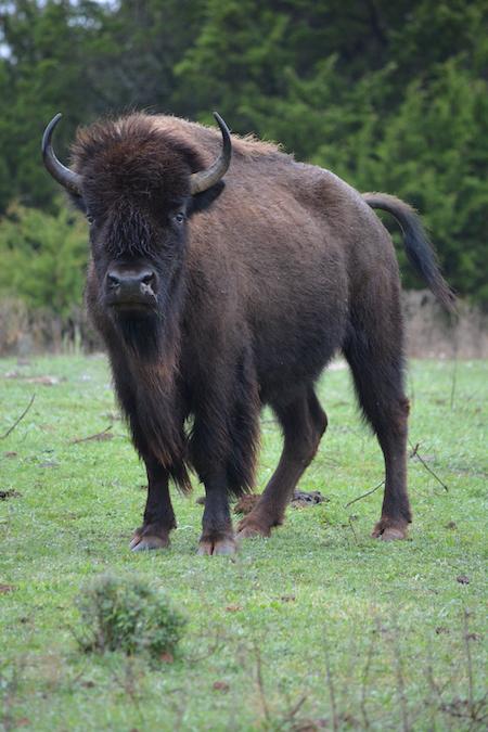 Bison at Chickasaw National Recreation Area will soon have a new pasture/NPS file