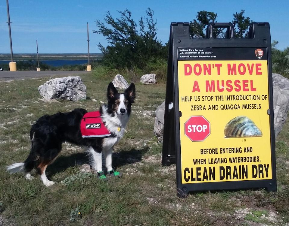 Dogs are being used to sniff out invasive mussels at parks around the country/SP8 Eco Services
