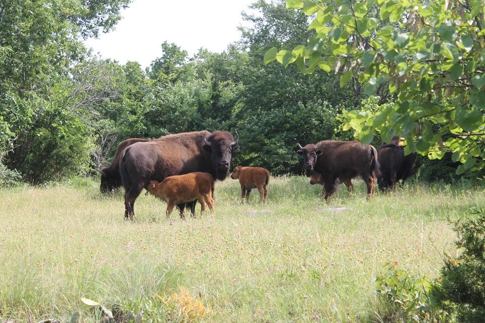 chickasaw national recreation area, national park, bison, calf