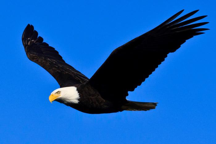 Bald eagle in flight at Channel Islands National Park/NPS