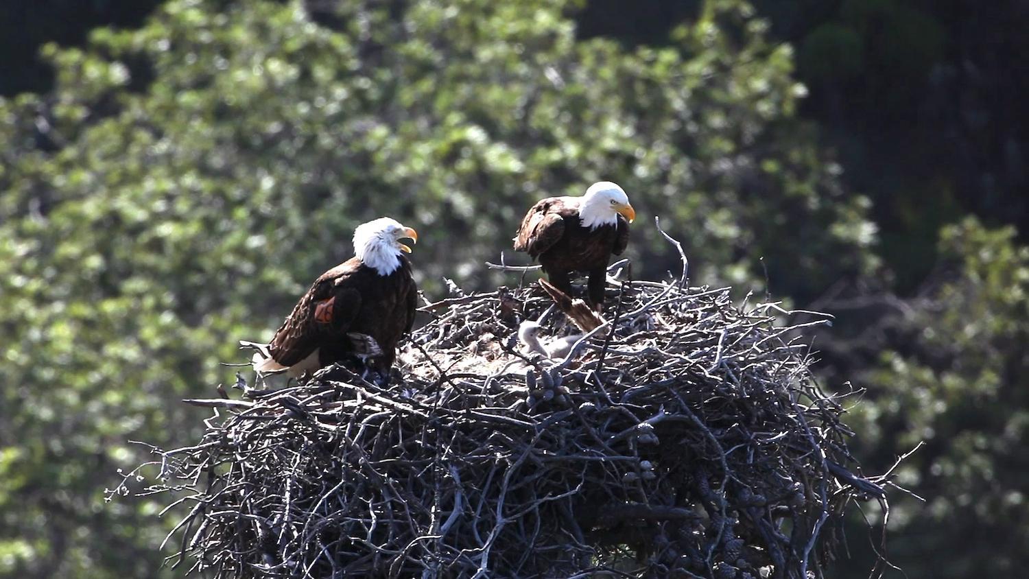 Bald eagles on a nest at Channel Islands National Park/NPS file