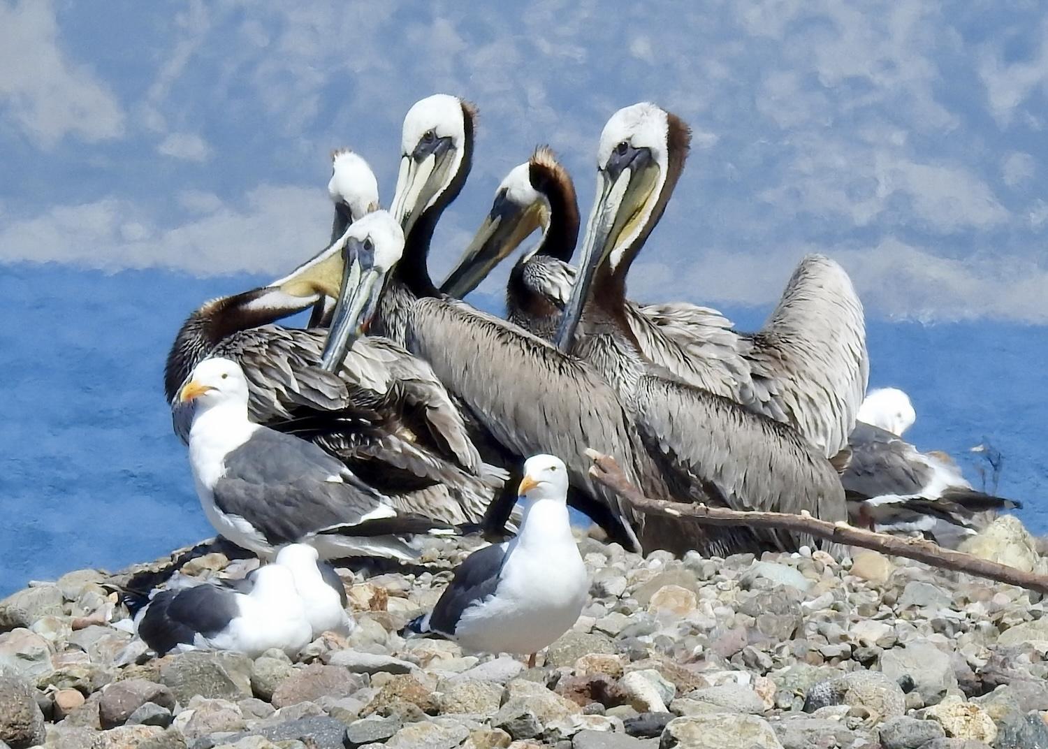 California brown pelicans frolic with gulls on Santa Cruz Island.
