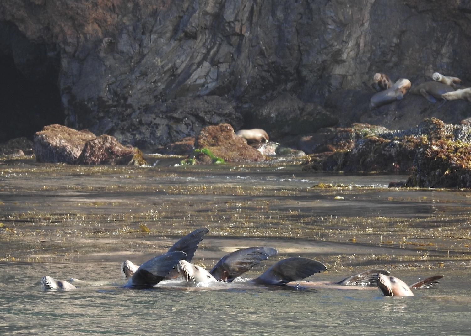 California sea lions frolic on and off Anacapa Island.