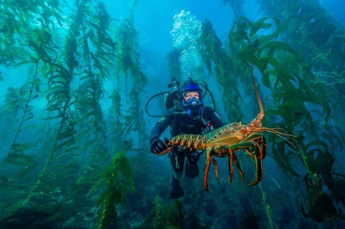 The kelp forests of Channel Islands National Park attract divers and snorkelers, and lobsters/NPS, Brett Seymour