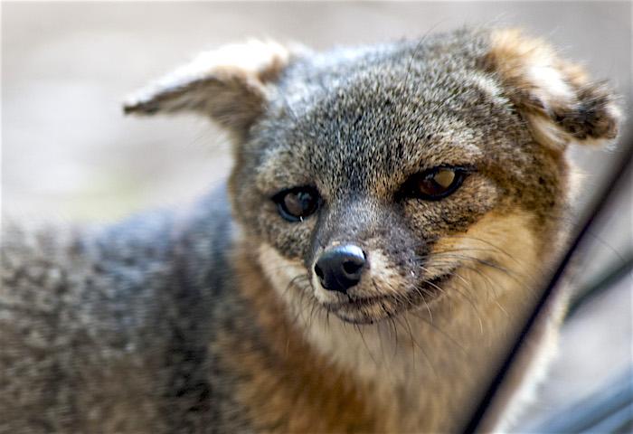 Channel Islands Fox Closeup/Patrick Cone Channel Islands Fox Closeup/Patrick Cone