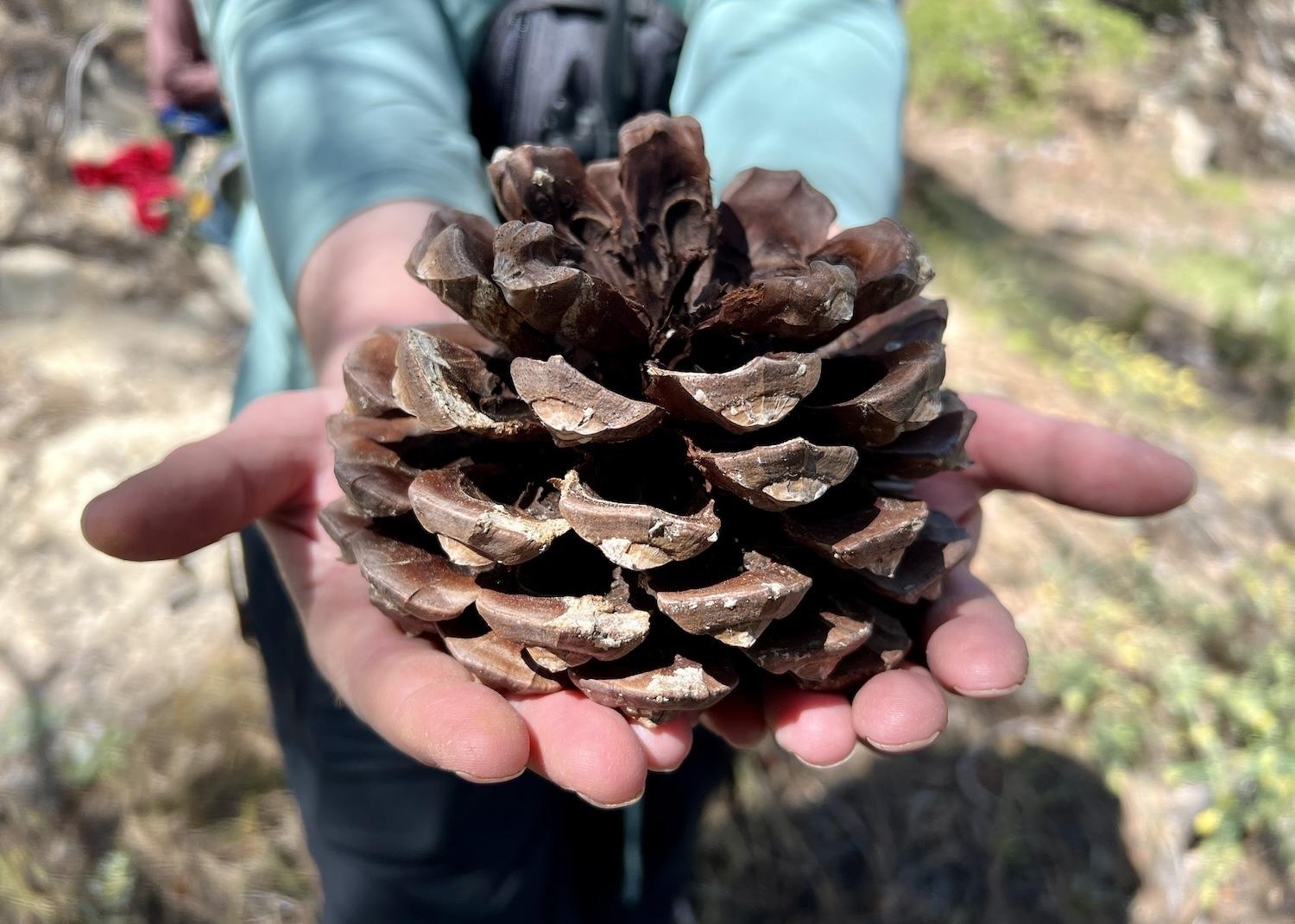 The rare Torrey pines of Santa Rosa Island create extra-large cones.