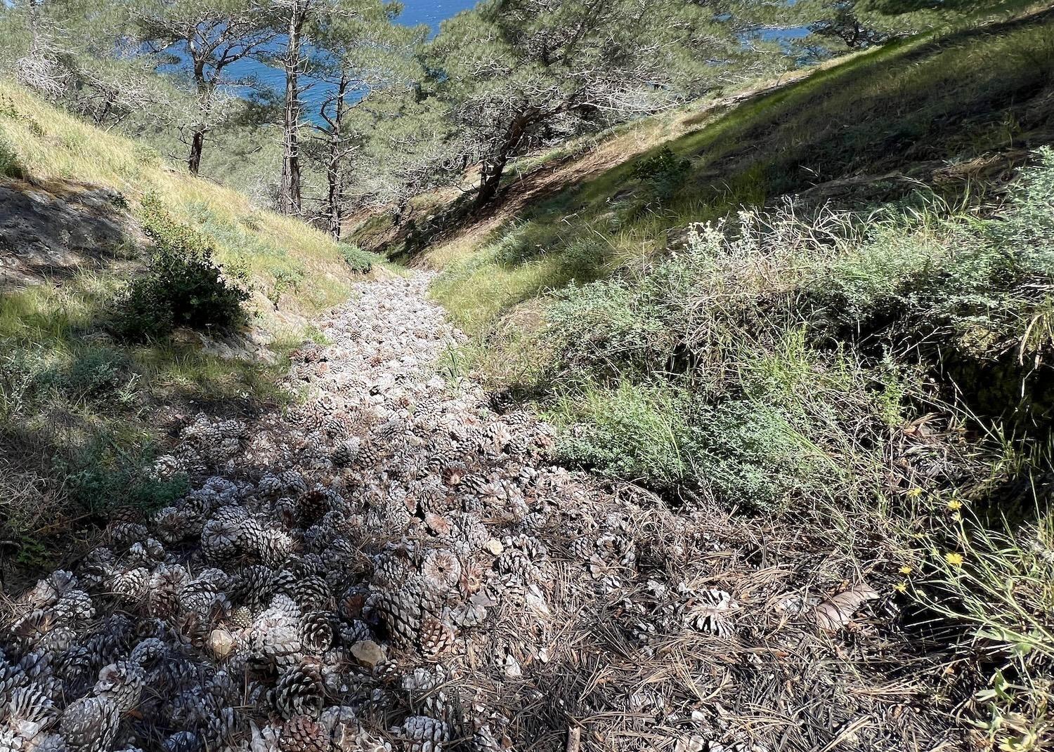 A "river" of Torrey pine cones has formed on a hill on Santa Rosa Island.
