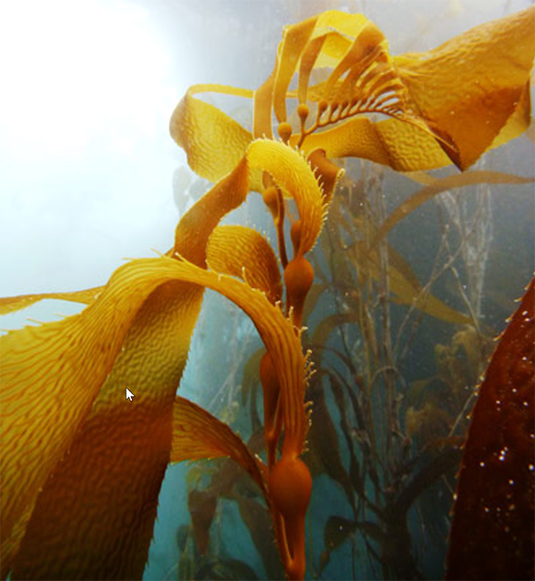 Giant Kelp, Channel Islands National Park / NPS - Kelly Moore