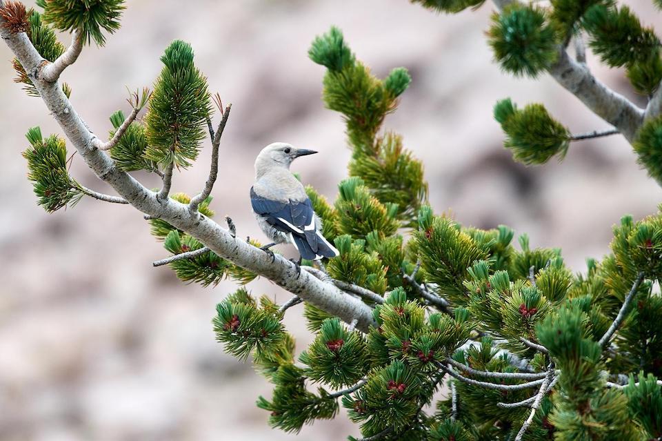 A Clark's Nutcracker perches in a whitebark pine/Frank D. Lospalluto/Flickr. (CC BY-NC-ND 2.0)