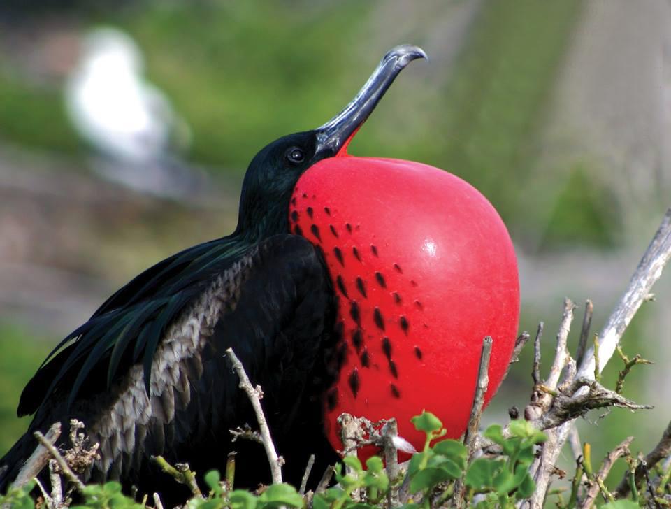 The male frigatebird during a courtship display is shown in a file photo in Barbuda.