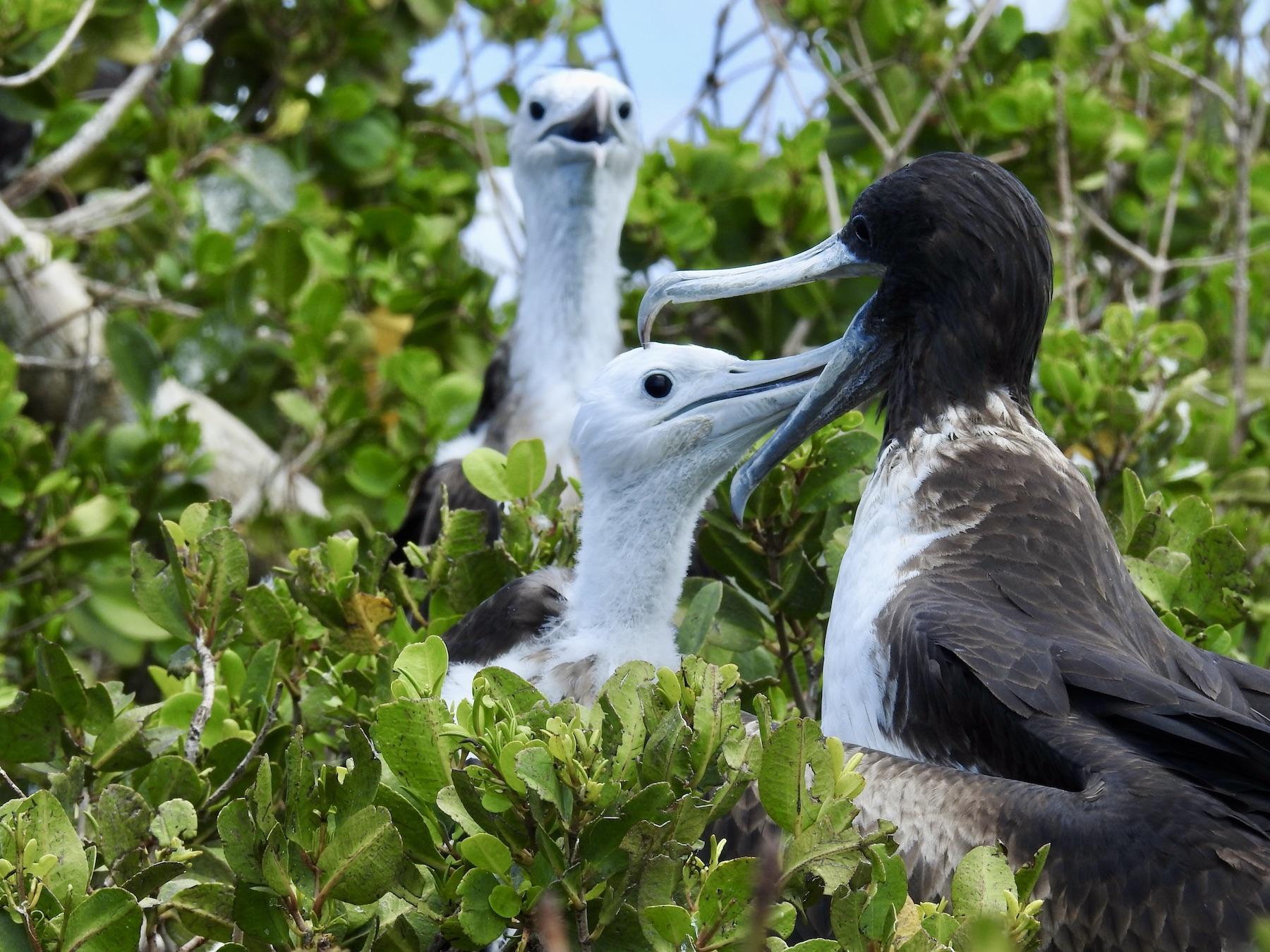 A female frigatebird feeds her chick in Barbuda's Codrington Lagoon National Park.