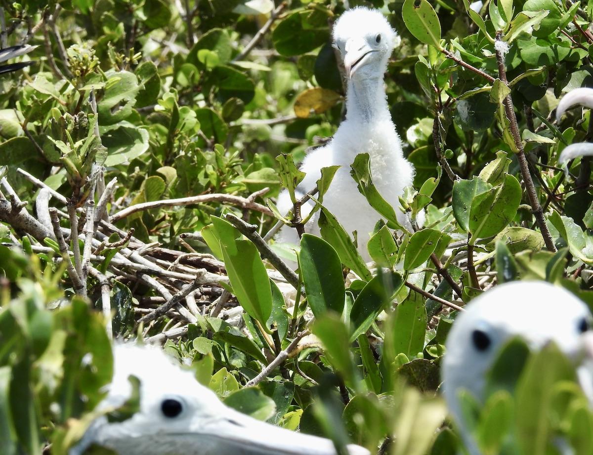 Frigatebird chicks are covered in white down.