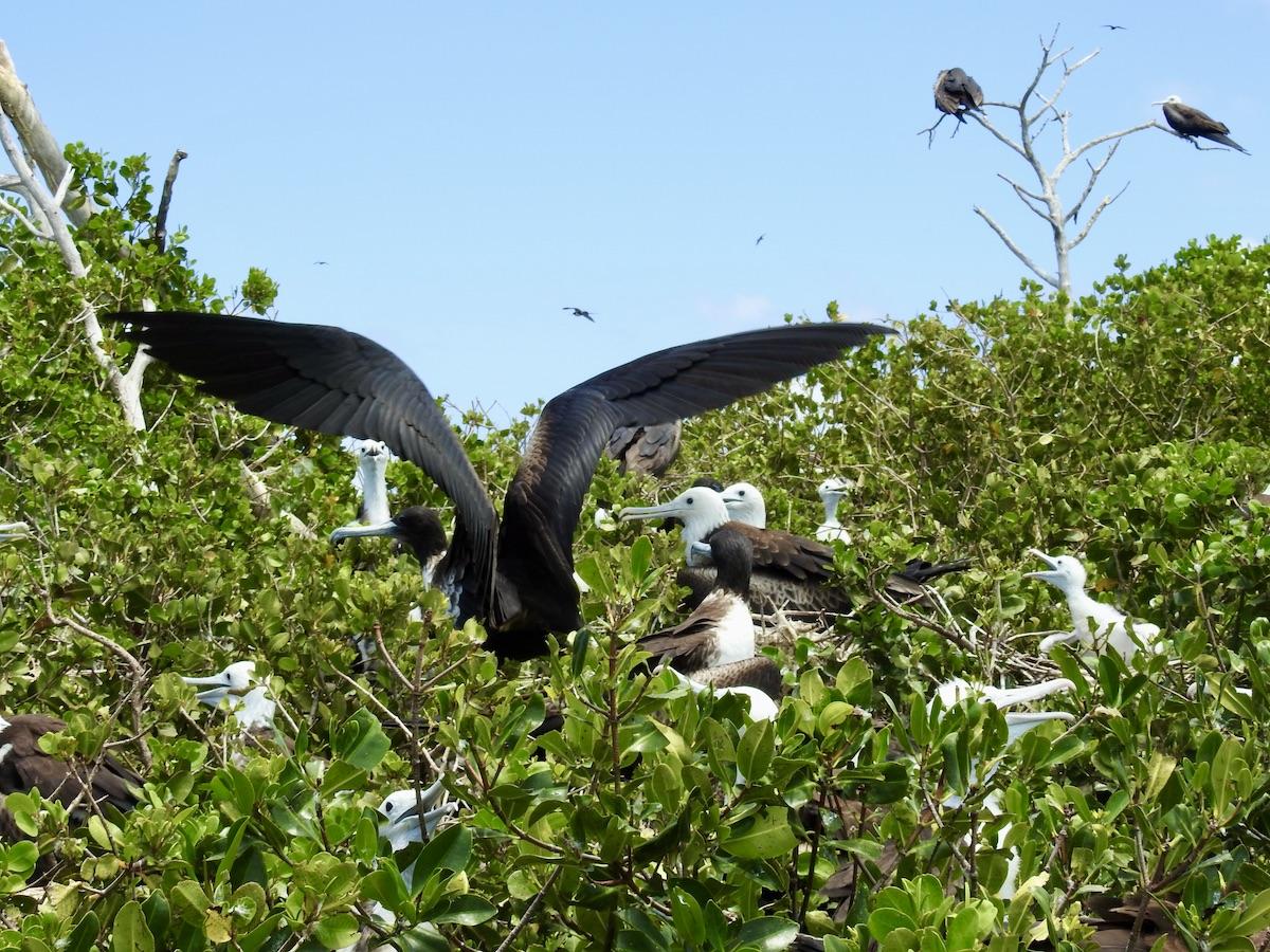 Frigatebirds have large and powerful wings.