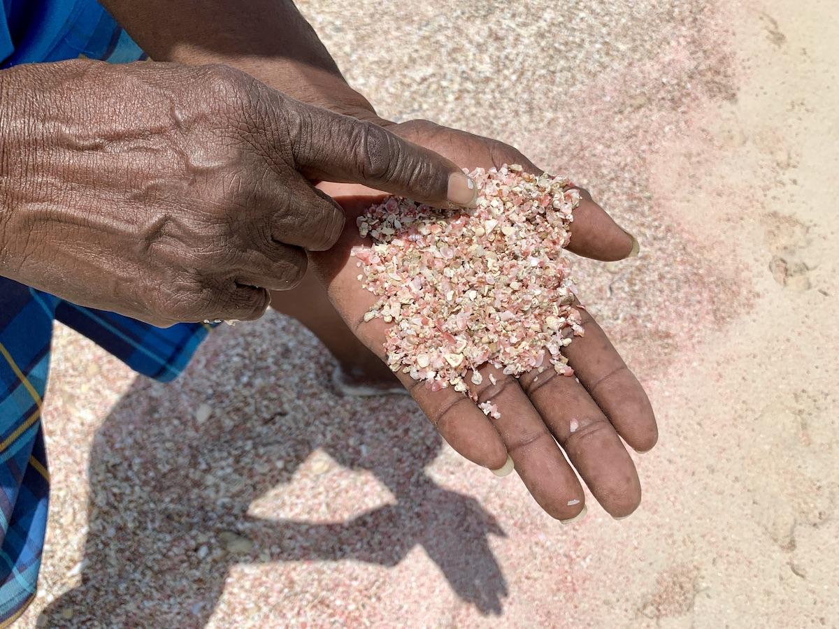 Barbuda tour guide Clarence Nibbs shows off the tiny shells that give Pink Sand Beach its name.