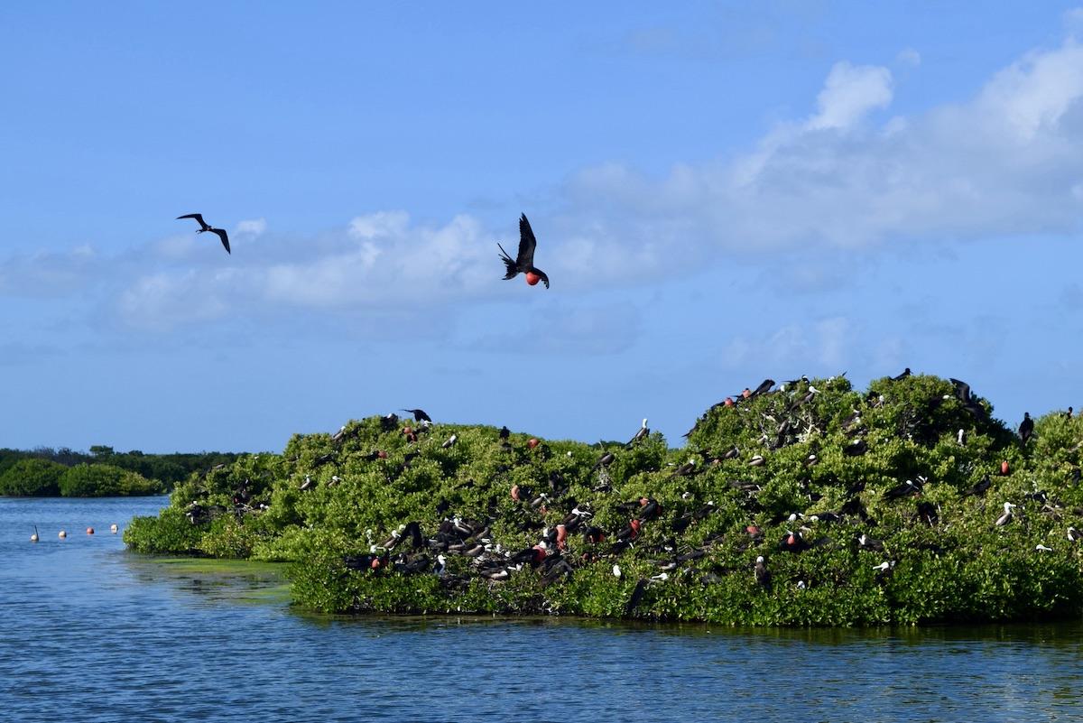 Frigatebirds in flight during mating season in Barbuda.