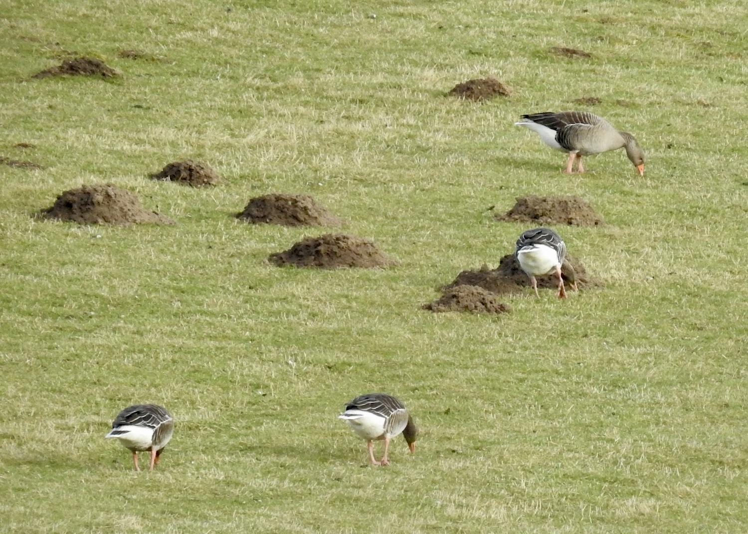 Greylag geese feed in a field full of molehills near Insh Marshes.