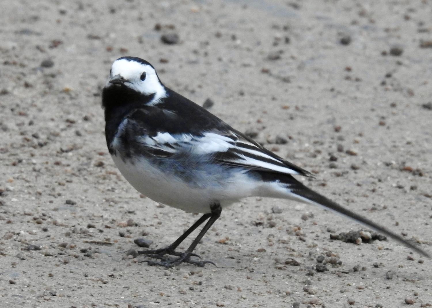 A cheerful Pied Wagtail looks for food in the Loch Morlich parking lot in Cairngorms National Park.