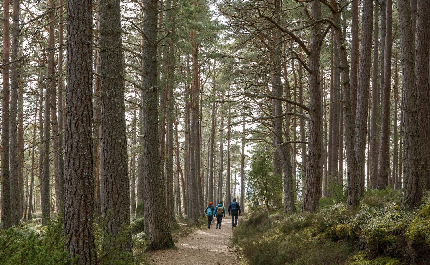 Wilderness Scotland guests walk through the forest at Abernethy National Nature Reserve.