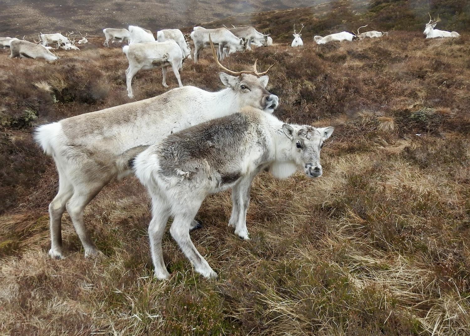 In Scotland's Cairngorms National Park, Britain's only free-roaming reindeer herd includes mom Suebi and son Elbe.