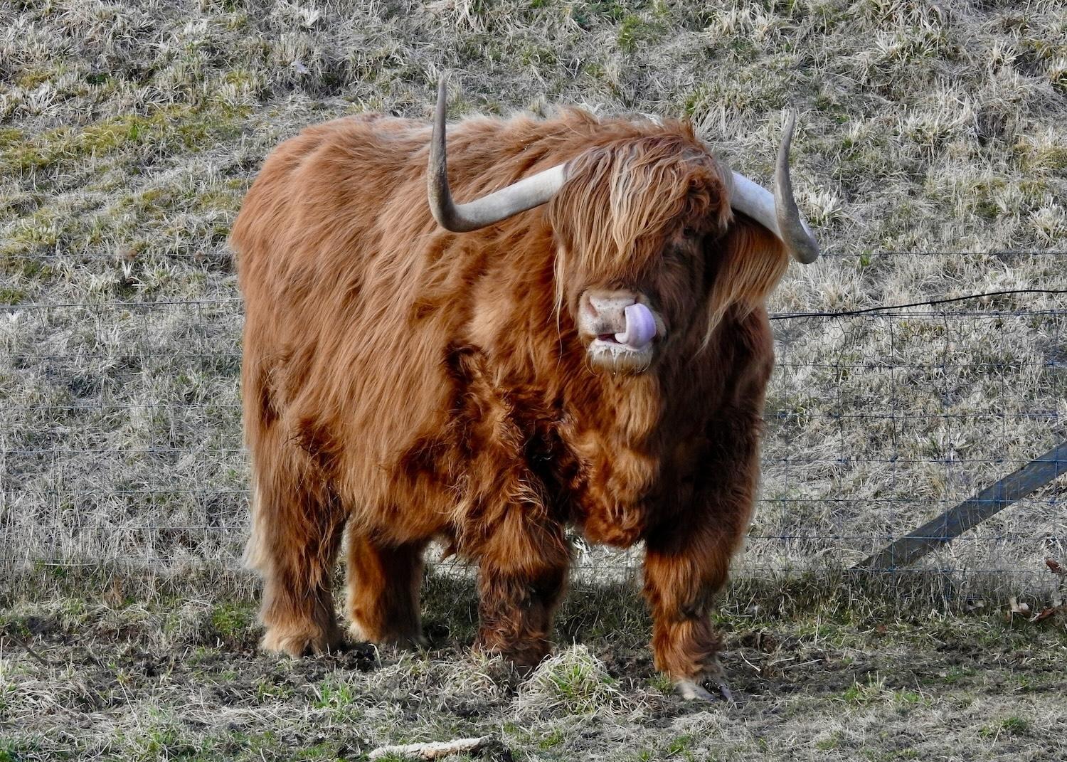 After reindeer, the most interesting mammal we see on Wilderness Scotland's Winter Wildlife trip is Murdo the Highland cow at Castle Roy.